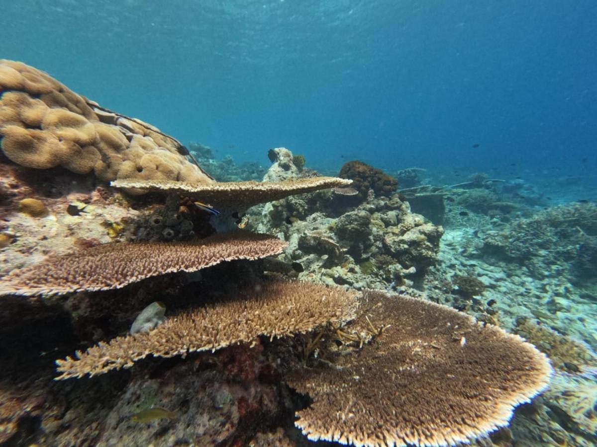 Maratua Dive Center And Lodge Maratua Island Экстерьер фото